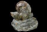 Fossil Ammonite (Hoploscaphites) Cluster - South Dakota #115068-2